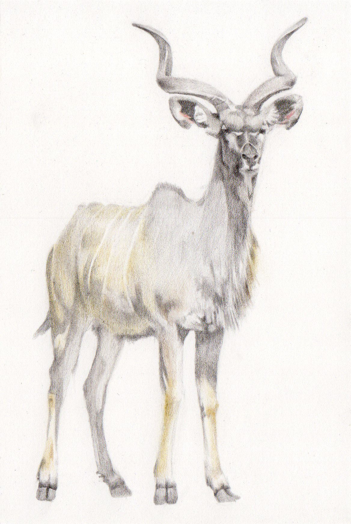 クーズー(Tragelaphus strepsiceros)